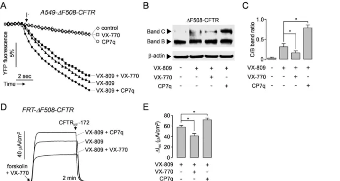 Fig 6. CP7q increases the functional rescue of ΔF508-CFTR by VX-809 in A549 and FRT cells