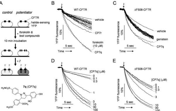 Fig 1. Identification of novel potentiators of human CFTR. (A) Assay protocol. FRT cells stably expressing the halide-sensitive cytoplasmic fluorescent sensor YFP-148Q/I152L and CFTR were incubated with forskolin and test compounds