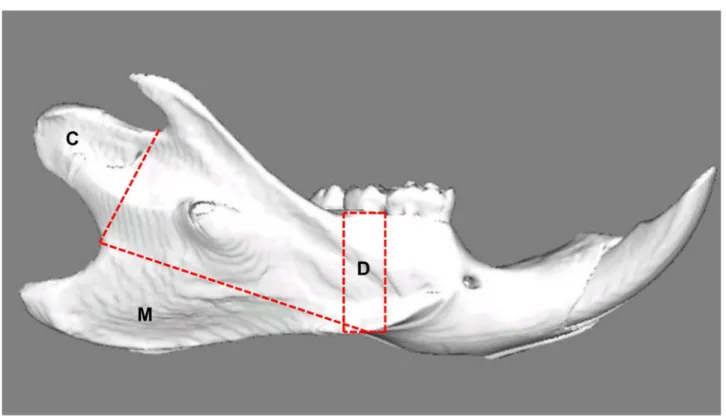 Fig 1. Lateral view of a reconstructed right hemimandible showing the volumes of interest