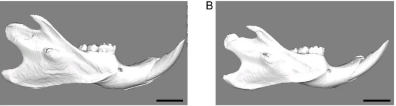 Fig 7. A representative 3D reconstructions of the hard-diet group (A) and the soft-diet group (B)