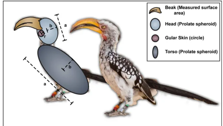 Fig 1. Measurements taken from Southern Yellow-billed Hornbills ( Tockus leucomelas ) to calculate surface areas for estimates of heat transfer.