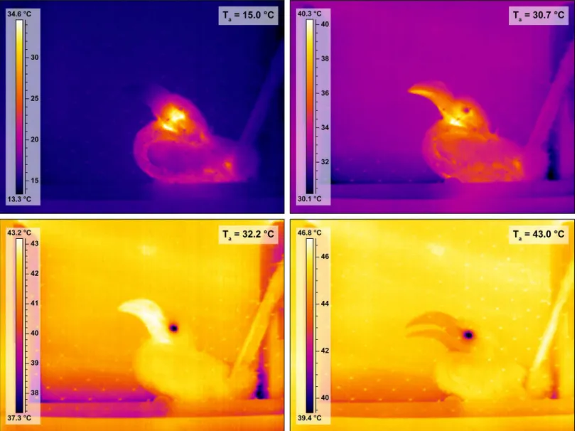 Fig 4. Thermal images of a female Southern Yellow-billed Hornbill ( Tockus leucomelas ) at different air temperatures