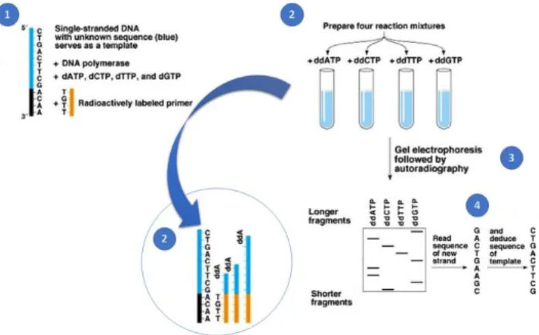 Figure 1.1 Sanger Sequencing 