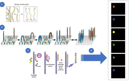 Figure 1.3 Illumina sequencing  