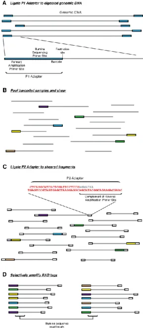 Figure 1.4 RAD marker library generation  