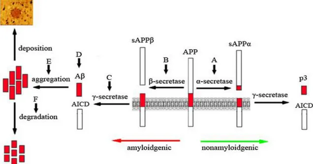 Figura 1 – Estratégias baseadas na hipótese da cascata de Aβ que têm como alvo Aβ. O processamento  da  PPA  e  a  produção  e  a  degradação  de  Aβ  estão  ilustrados;  os  potenciais  alvos  terapêuticos  estão  indicados com setas verticais marcadas co