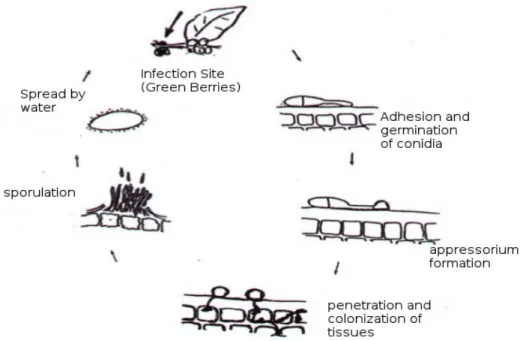 Figure 2 - Schematic representation of the infection process of Colletotrichum kahawae adapted 