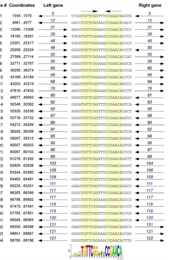 Fig 8. Conserved repeats sequences in the Corndog genome. The Corndog genome contains multiple repeats of a 17 bp sequence composed of two 7 bp inverted motifs separated by three base pairs