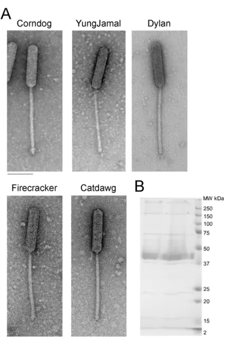 Fig 2. Cluster O mycobacteriophage virion morphologies. A. Electron micrographs of Cluster O phages.