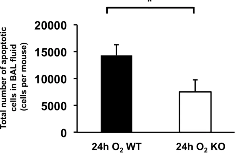 Fig 3. Hyperoxia-induced accumulation of apoptotic macrophages in lung airspace is suppressed in ASK1 KO mice