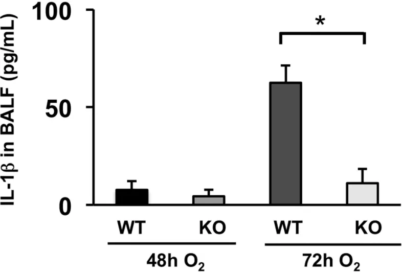 Fig 5. Hyperoxia-induced IL-1β elevation in the lung airspace is suppressed in ASK1 KO mice