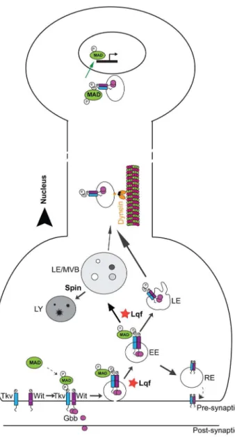 Figure S1 Biochemical and immunocytochemical anal- anal-ysis of Lqf subcellular localization