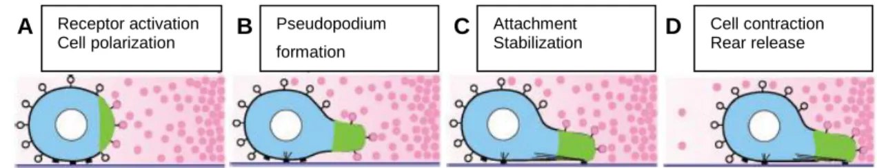 Figure 1 : Schematic representation of cell migration cycle during chemotaxis. Adapted from [14]