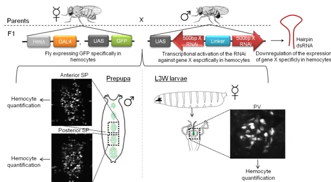 Figure 3: Schematic representation of the genetic screen assay using an example of downregulation of gene X  by RNAi