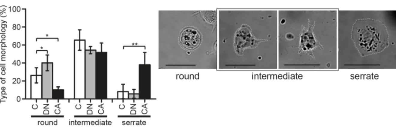 Figure 5: Cell morphology distribution in live bleeds is altered by PI3K signalling. Representative images of  cell  morphology  categories  observed  in  live  bleeds,  and  graph  showing  the  distribution  of  these  classes  in  Hml∆&gt;GFP, Hml∆&gt;G