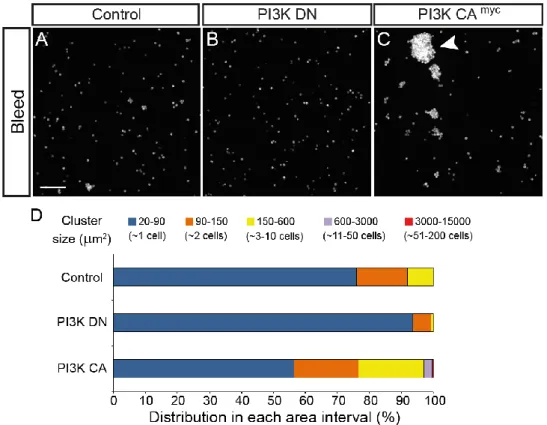 Figure  6:  PI3K  signalling  modulates  the  formation  of  cell-to-cell  adhesion  between  hemocytes