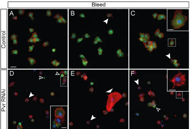 Figure  9:  Pvr-RNAI  expressing  hemocyte  population  differs  in  gene  expression  and  contains  lamellocytes