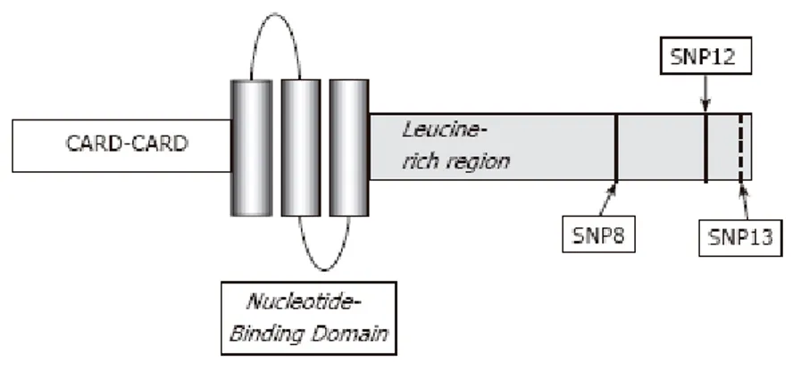 Figura 3- Estrutura do gene NOD2/CARD15.  