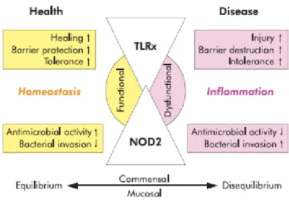 Figura  7  -   Implicações  das  variantes  alélicas  do  NOD2  e  TLR  na  DC.  Em  indivíduos  saudáveis, o TLR aumenta a função de barreira do epitélio intestinal e a tolerância oral e  o  NOD2  contribui  para  a  eliminação  de  microorganismos  e  di
