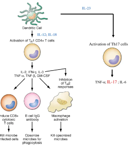 Figura 9 –Activação do sistema imunitário adaptativo na DC e suas funções. 