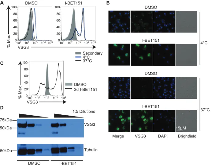 Fig 3. Bromodomain proteins are necessary for BF-specific antibody internalization. (A) Flow cytometry measuring the amount of primary anti-VSG antibody remaining on the surface following a 5-min incubation at the indicated temperatures, washout, fixation,