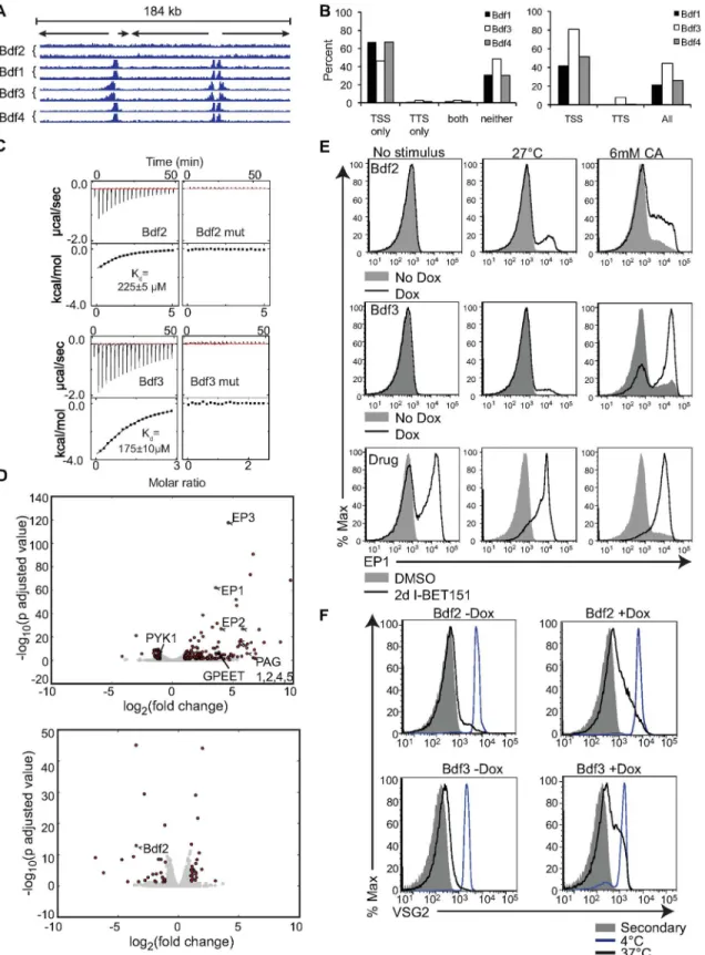 Fig 5. Genetic depletion of bromodomain proteins phenocopies treatment with I-BET151. (A) Left, Chromatin immunoprecipitation and sequencing (ChIP-seq) of four endogenously HA-tagged trypanosome bromodomain proteins showing localization to sites of transcr