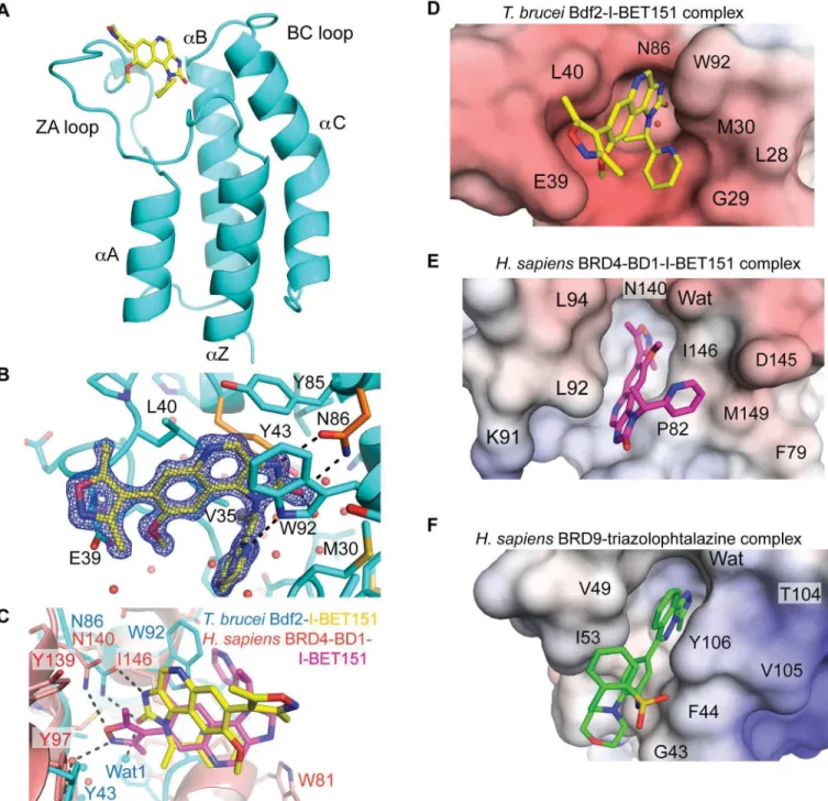 Fig 7. Structural analysis of I-BET151 binding to Bdf2. (A) Structure of the Bdf2 bromodomain in complex with I-BET151 (PDB code 4PKL)