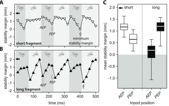 Figure 4. Variation of tripod stability margin during three full strides for an ant carrying A) a short and B) a long fragment