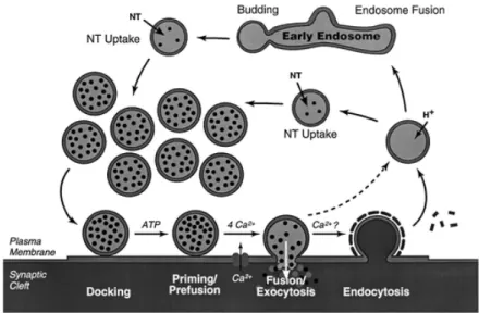 Figure 2 - Trafficking of synaptic vesicles in the nerve terminal (from 9 ). 