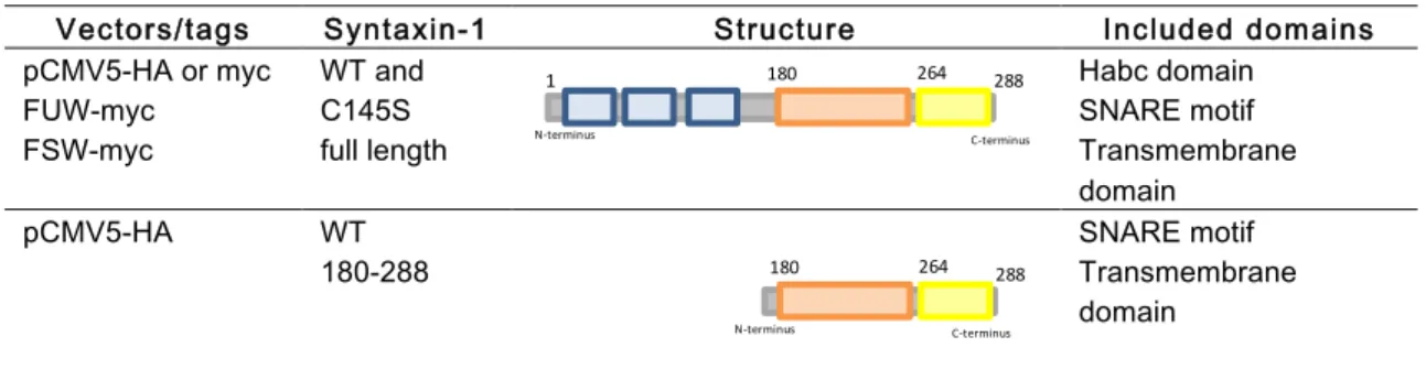 Table 1 ‒ Syntaxin-1 constructs 
