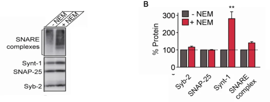 Figure  9  ‒  Effect  of  NEM  on  synaptobrevin-2,  SNAP-25,  syntaxin-1  and  SNARE  complex levels in brain homogenate. Equal amounts of brain homogenate were treated with 2  mM NEM or vehicle control (ethanol) over night at 37 C. Reaction was stopped b