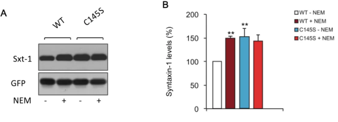 Figure  12  ‒  Effect  of  NEM  on  levels  of  syntaxin-1  WT  and  mutated  C145S  in  transfected  HEK  cells  treated  with  5  mM  NEM  for  5min  at  37 C.  Reaction  was  stopped  by  washing cells with PBS and solubilization in 0.1% Triton-X 100 (T