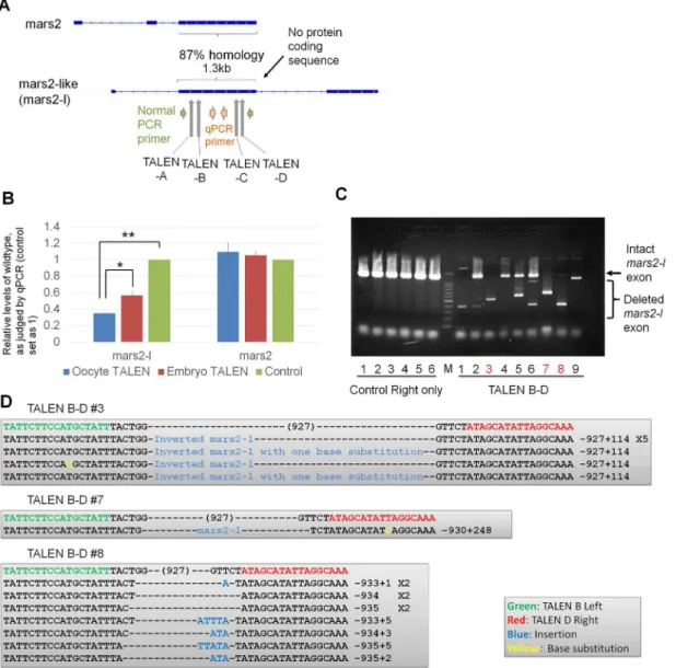 Fig 4. The deletion of a large genetic locus is achieved by the expression of two sets of TALENs by oocyte injection