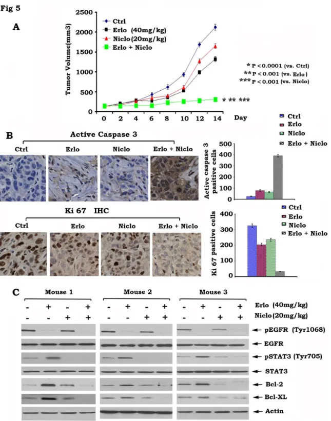 Figure 5.  Combination of erlotinib and niclosamide synergistically represses head and neck cancer growth  in vivo