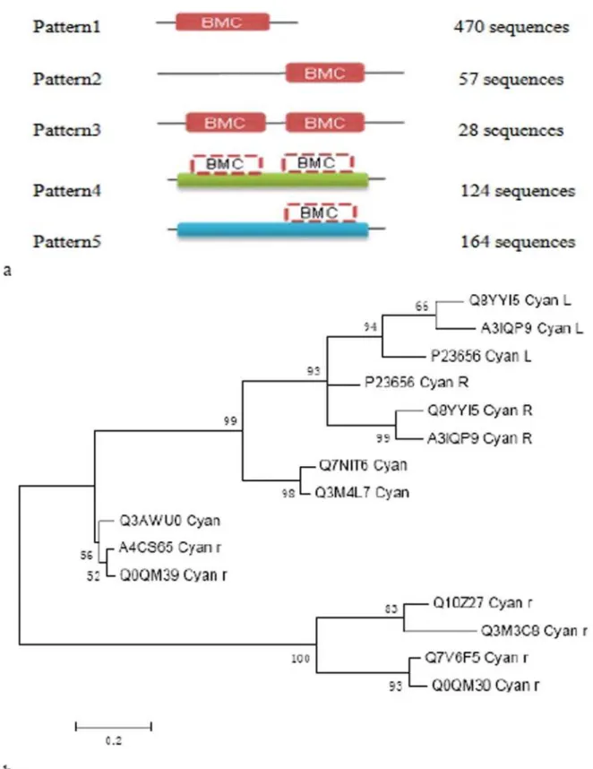 Figure 4. A: Patterns of BMC domain. Dashed lines mean the domain have been evolved to a part of other domain or protein family’s conserved region