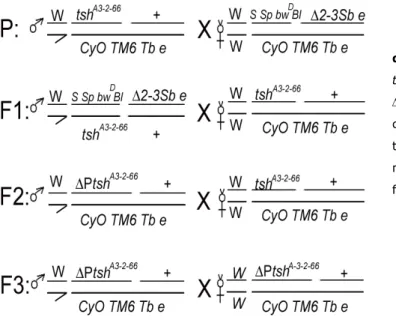 Figure 1- Diagram of the flies matting   during P-element excision mutagenesis.  