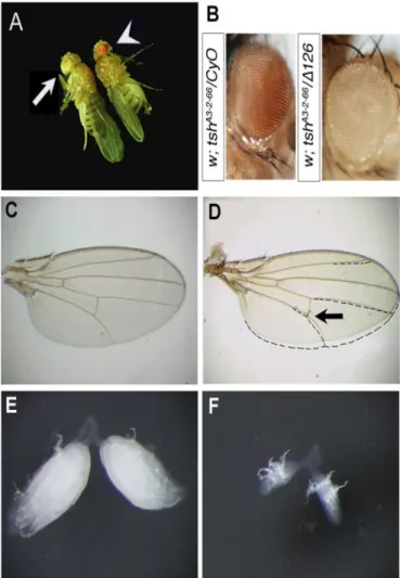 Figure 6- Morphologic aspects of  DP126/ tsh A3-2-66  flies. 