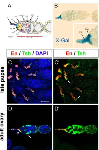 Figure 1- en co-localises with a tsh- tsh-subset domain in Drosophila ovaries. 