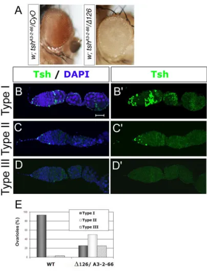 Figure 2- Expression level variation  of tsh in ∆126/tsh A3-2-66  ovarioles.  