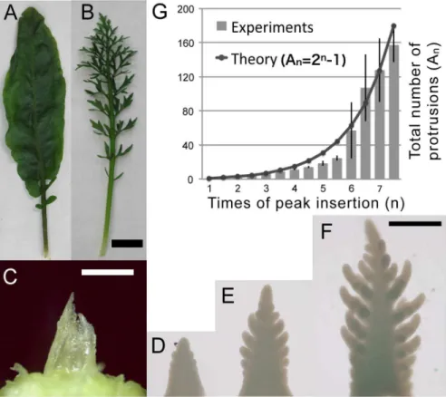 Figure 1. Morphogenesis of Rorippa aquatica leaves. A, B: Mature leaf morphology of the simple leaf that was developed at 30 u C (A) and the highly branched compound leaf that was developed at 20uC (B)