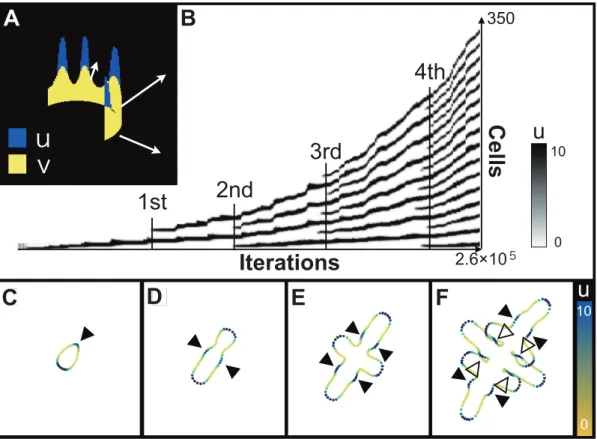 Figure 2. Spatiotemporal plot and growth profiles for the BPM rings by pattern dependent expansion