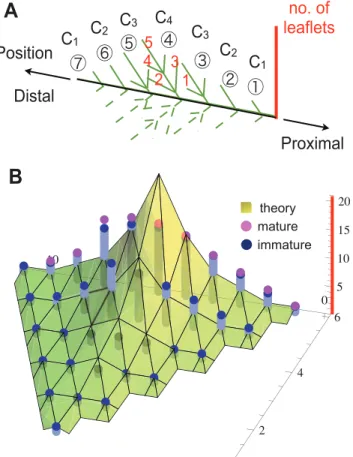 Figure 4. The numbers of leaflet primordia of each primary leaflet. A: Schematic of the branched structure of one half of a R.
