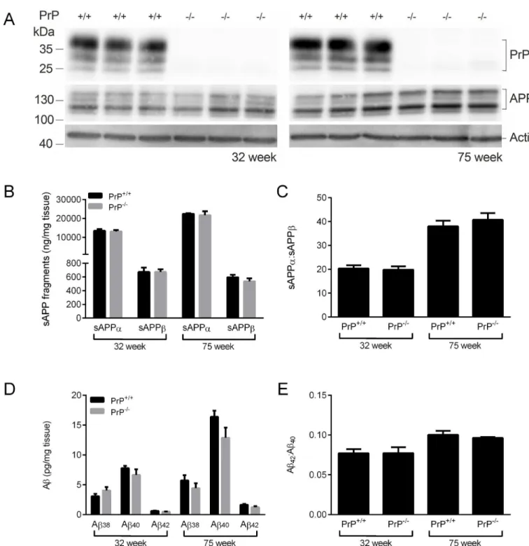 Fig 1. Ablation of PrP C does not affect APP proteolysis or Aβ peptide levels in APP WT mice