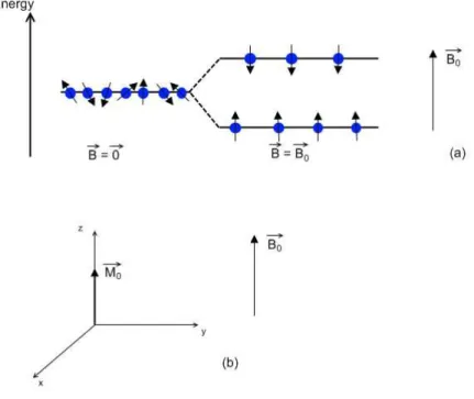 Figure 1.1 – The protons’ magnetic moments align parallel or anti-parallel in the presence of an external field (a)  and differences in energy states generate a positive net magnetization, in the same direction as the main field (b)