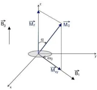 Figure 1.2 – When an RF pulse is applied, the net magnetization   is flipped by an angle α