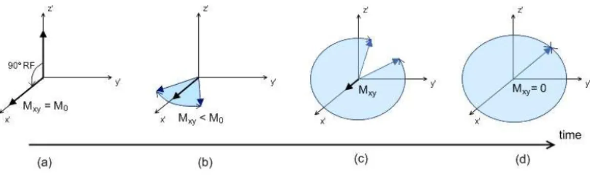 Figure 1.4 – Transverse magnetization decay, due to spin-spin interactions. 