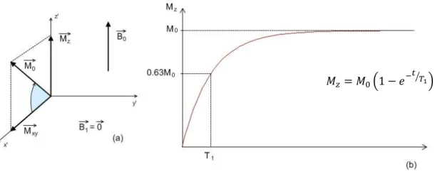 Figure 1.6 – Recovery of longitudinal magnetization M z  due to spin-lattice interactions