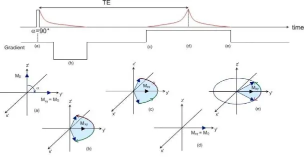 Figure 1.8 – Gradient echo sequence: the initial RF pulse is applied (a), and the negative gradient accelerates the  magnetic moments dephasing and the decay of transverse magnetization (b); when the positive gradient is applied  the magnetic moments begin