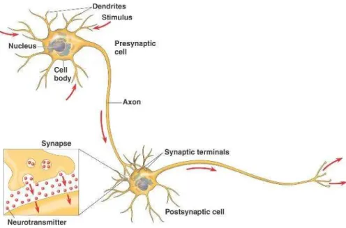 Figure 1.16 – Neuron’s structure and stimulus propagation diagram. Adapted from  bio1152.nicerweb.com/Locked/media/ch48/neuron.html