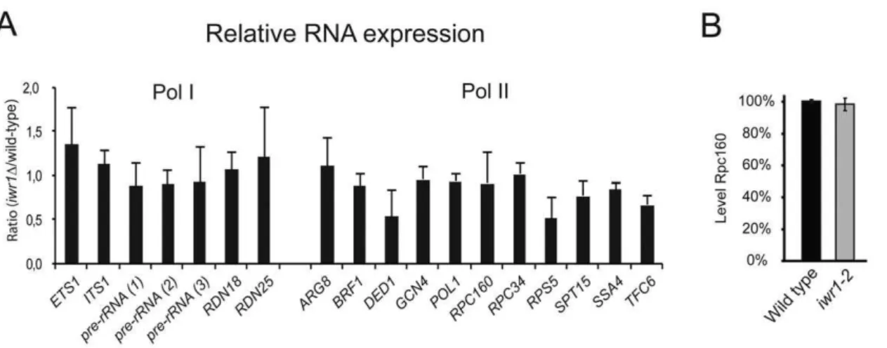 Figure 8. Relative expression of RNAs in iwr1 and wild-type strains. (A) Relative expression of various regions of the long Pol I-transcribed region (left) and of a variety of Pol II-transcribed RNAs (right)